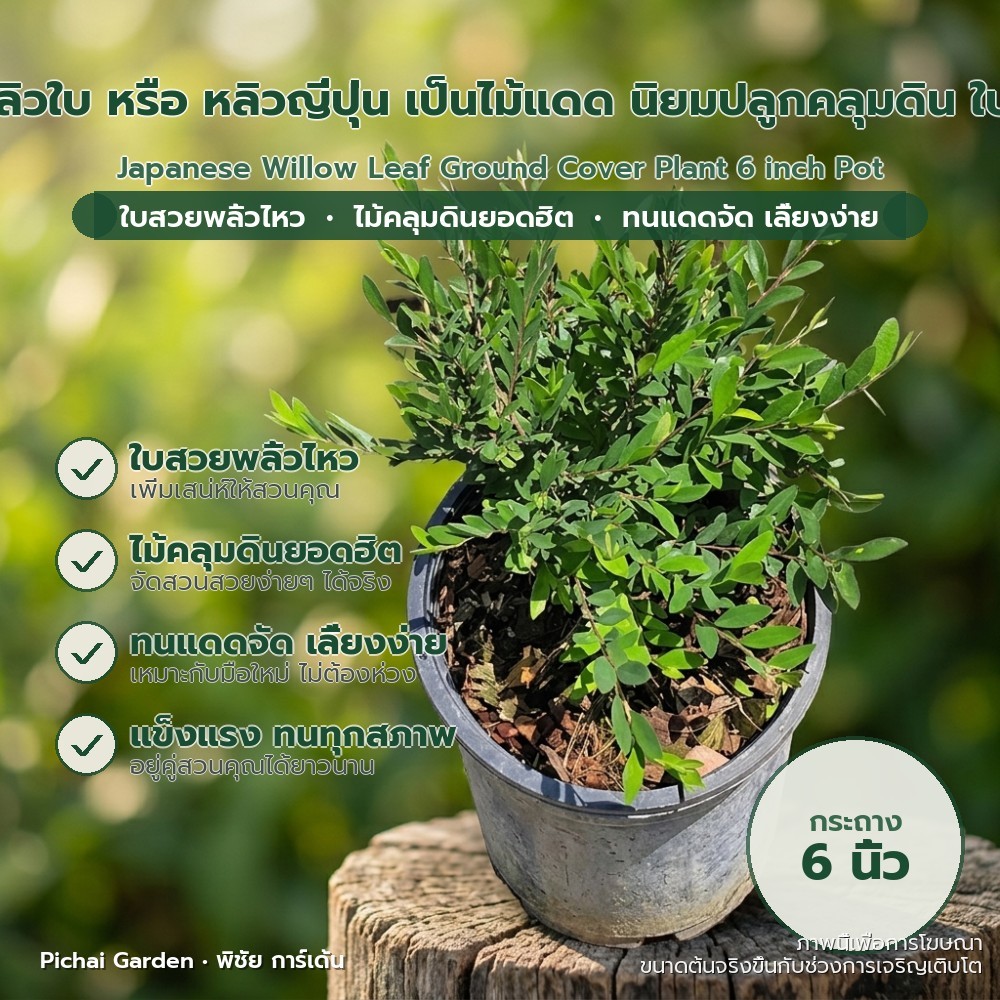 ต้นหลิวญี่ปุ่น หลิวใบ ไม้คลุมดินยอดนิยม ใบสวย ทนแดดจัด กระถาง 6 นิ้ว Japanese Willow Leaf Ground Cov