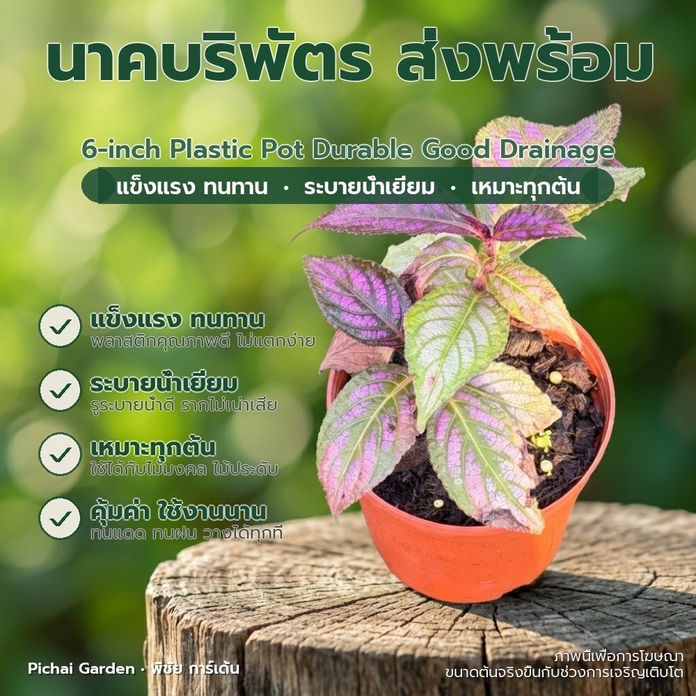 กระถางพลาสติก 6 นิ้ว แข็งแรง ทนทาน ระบายน้ำดี สำหรับไม้มงคล 6-inch Plastic Pot Durable Good Drainage