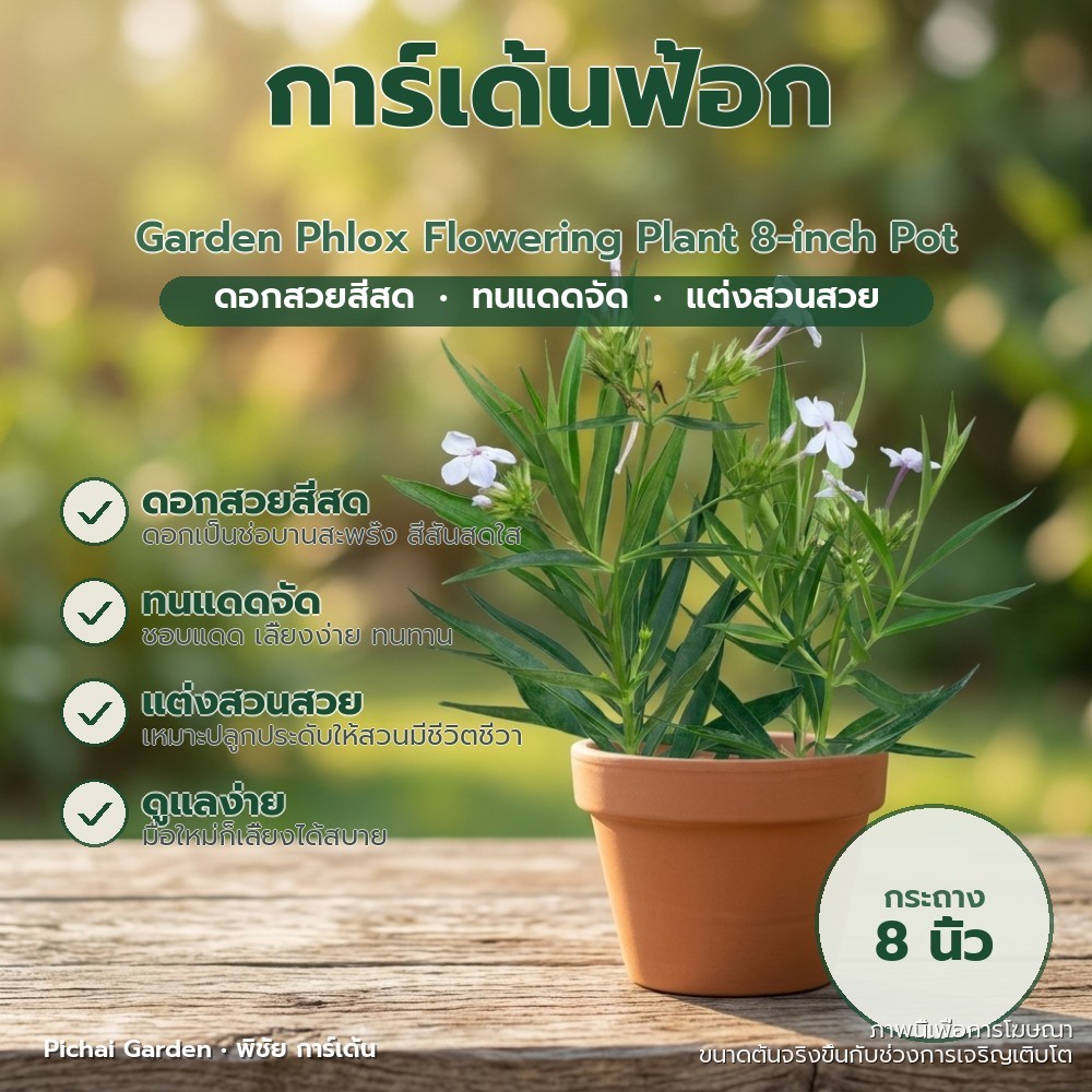 ต้นการ์เด้นฟลอกซ์ ดอกพวงสวย แดดจัด ไม้ประดับ กระถาง 8 นิ้ว Garden Phlox Flowering Plant 8-inch Pot