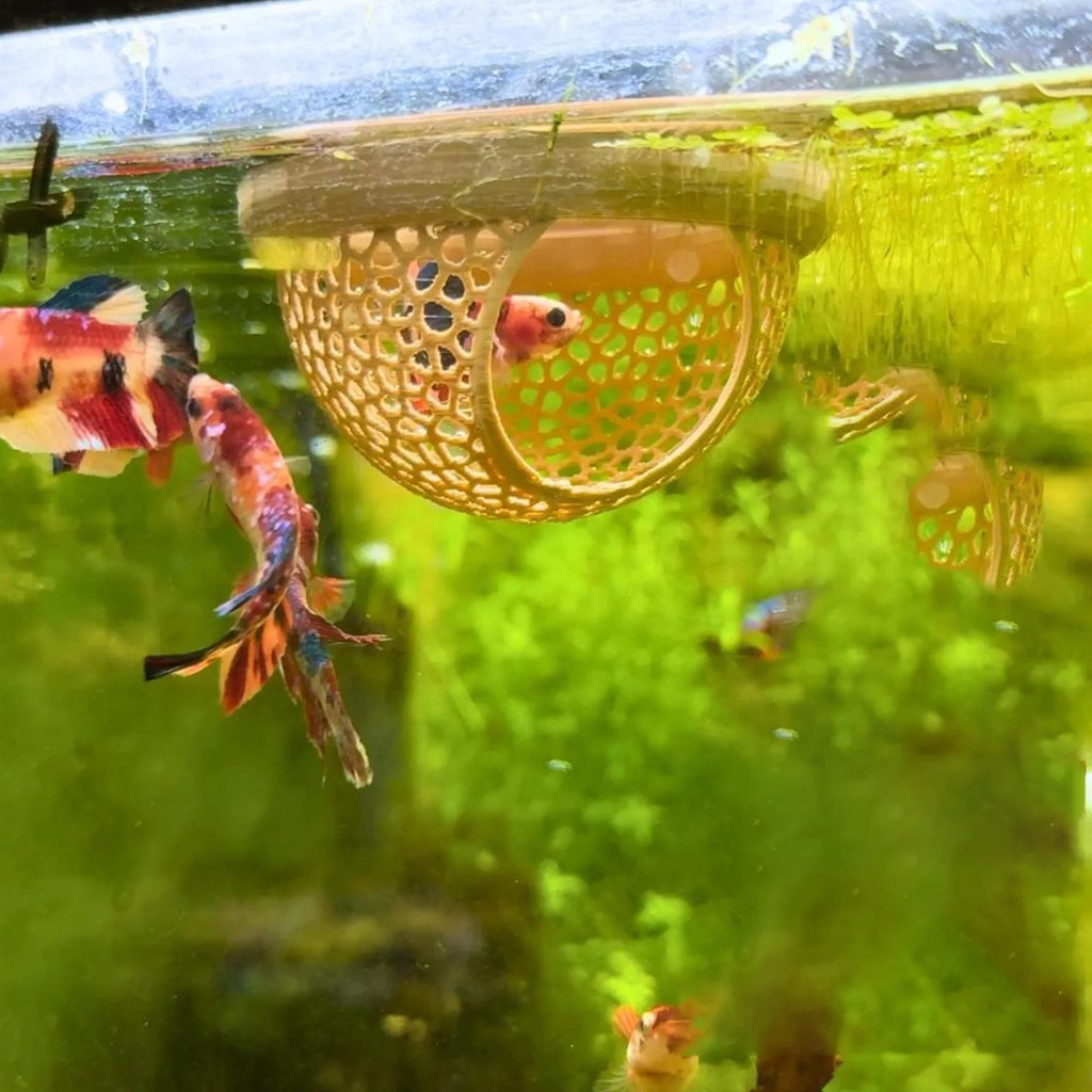 [FISI] Betta Fish Hideout 3D พิมพ์ลอย Betta Cave Aquarium Hammock กุ้ง Feeder แหวนให้อาหารปลาสําหรับ
