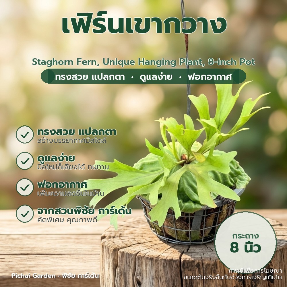 เฟิร์นเขากวาง พืชประดับแขวน สไตล์มินิมอล กระถาง 8 นิ้ว Staghorn Fern, Unique Hanging Plant, 8-inch P