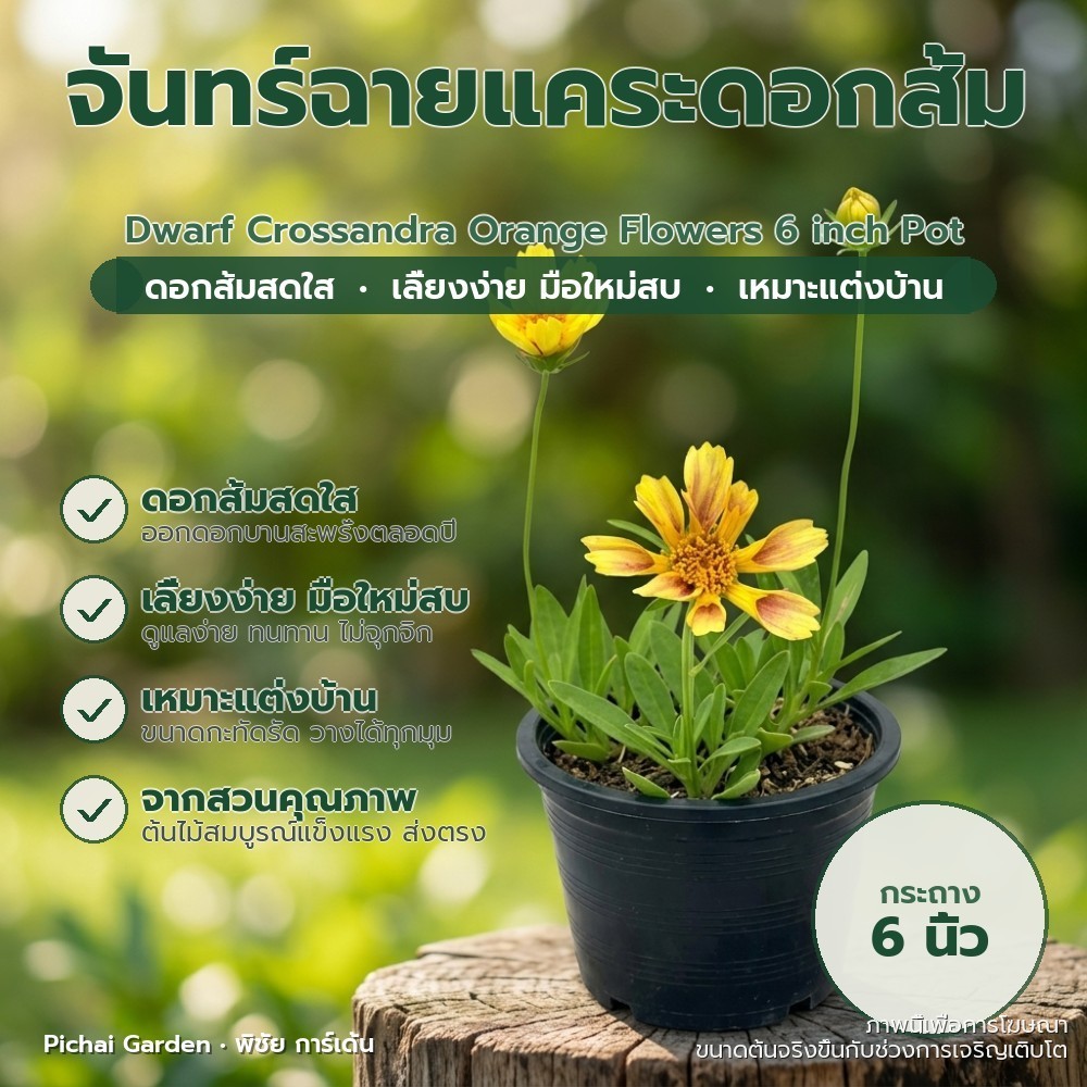 จันทร์ฉายแคระ ดอกส้มสวยสดใส Crossandra กระถาง 6 นิ้ว Dwarf Crossandra Orange Flowers 6 inch Pot