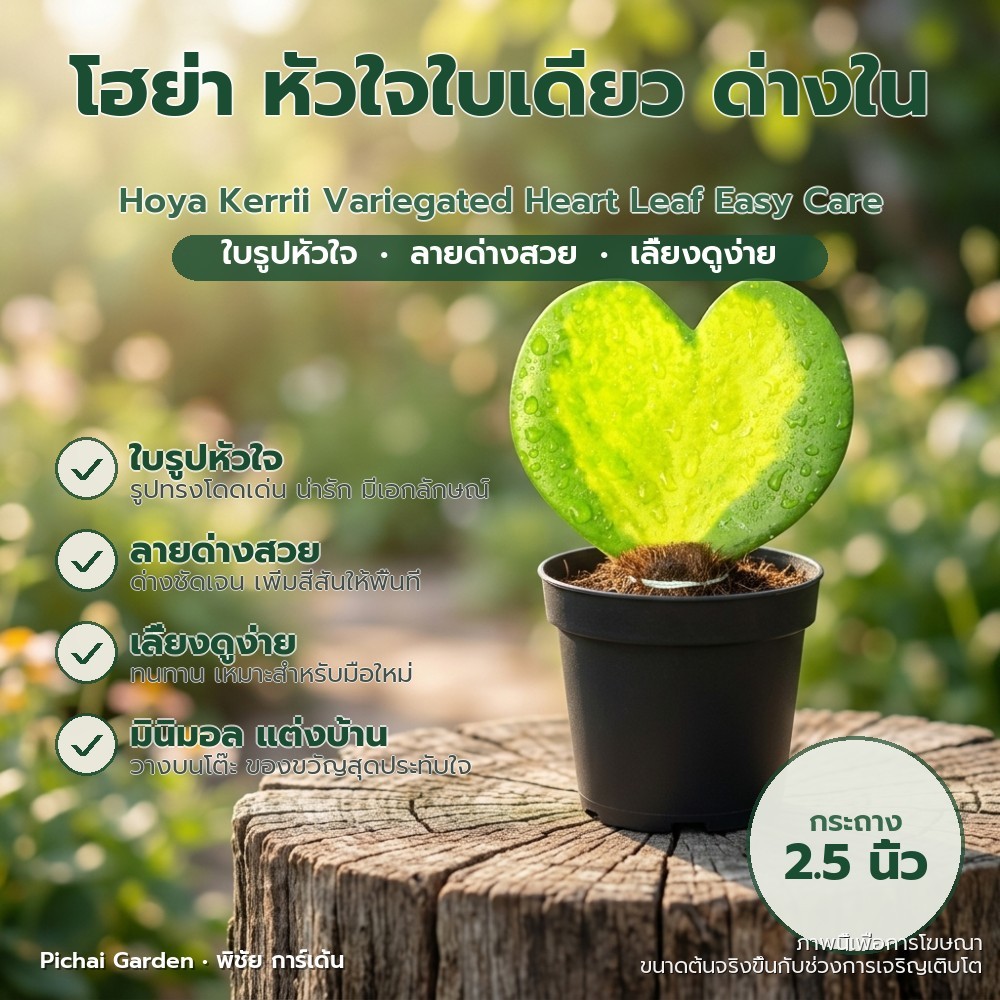 โฮย่า หัวใจด่างใน ใบเดียว แสนน่ารัก มินิมอล (ตุ้มมะพร้าว) Hoya Kerrii Variegated Heart Leaf Easy Car