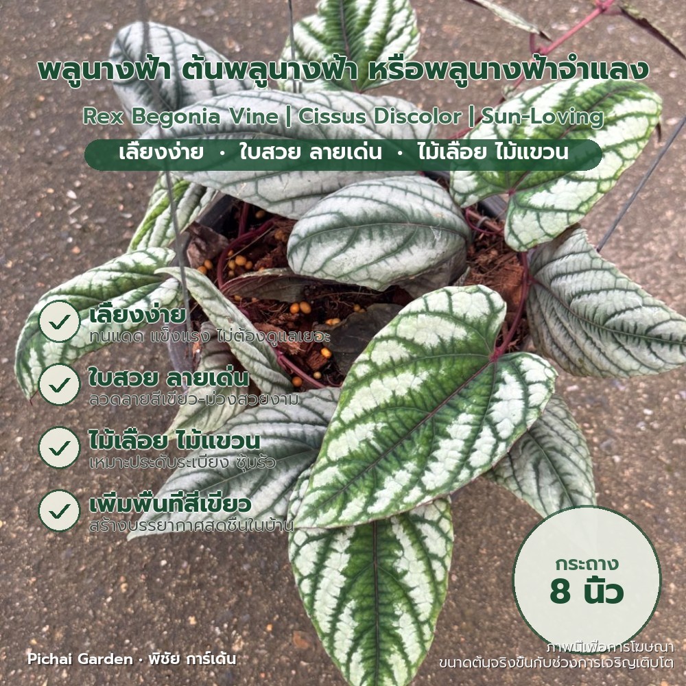 พลูนางฟ้าจำแลง ไม้เลื้อยใบสวย แขวนประดับสวน แดดจัด 8 นิ้ว Rex Begonia Vine | Cissus Discolor | Sun-L