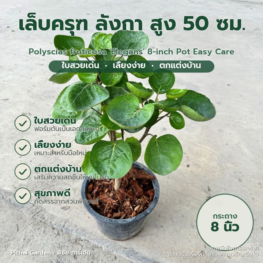 เล็บครุฑ ลังกา ไม้ประดับฟอร์มสวย เลี้ยงง่าย กระถาง 8 นิ้ว Polyscias fruticosa 'Elegans' 8-inch Pot E