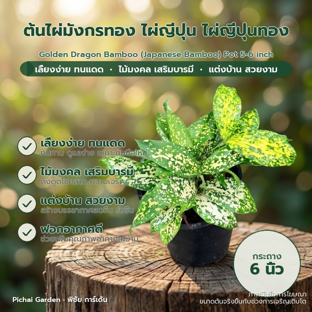 ต้นไผ่มังกรทอง ไผ่ญี่ปุ่น ไม้มงคล ปลูกง่าย ทนแดด กระถาง 5-6 นิ้ว Golden Dragon Bamboo (Japanese Bamb
