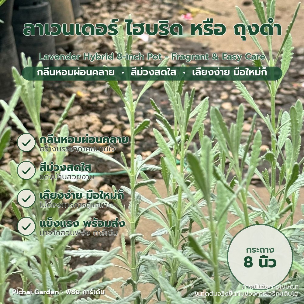 ลาเวนเดอร์ไฮบริด ดอกม่วงสดชื่น หอมฟุ้งทั้งวัน พร้อมกระถาง 8 นิ้ว Lavender Hybrid 8-inch Pot - Fragra