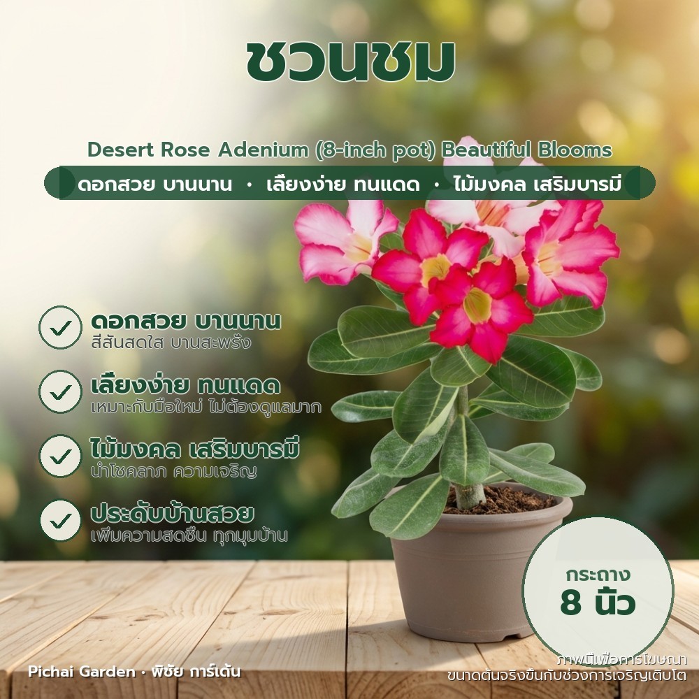 ชวนชม ดอกสวย ไม้มงคล เสริมบารมี (กระถาง 8 นิ้ว) Pichai Garden Desert Rose Adenium (8-inch pot) Beaut