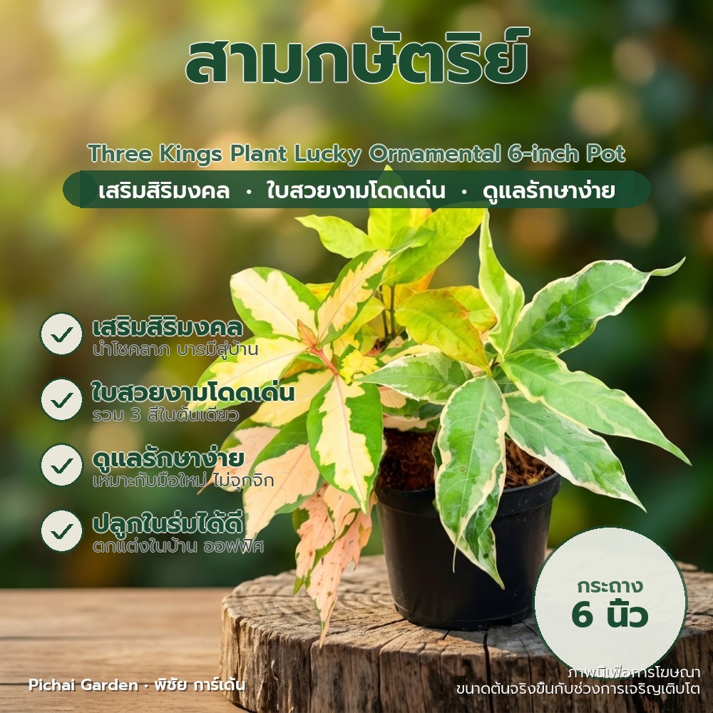 สามกษัตริย์ ไม้ประดับมงคล ใบเงิน ใบทอง ใบนาก กระถาง 6 นิ้ว Three Kings Plant Lucky Ornamental 6-inch