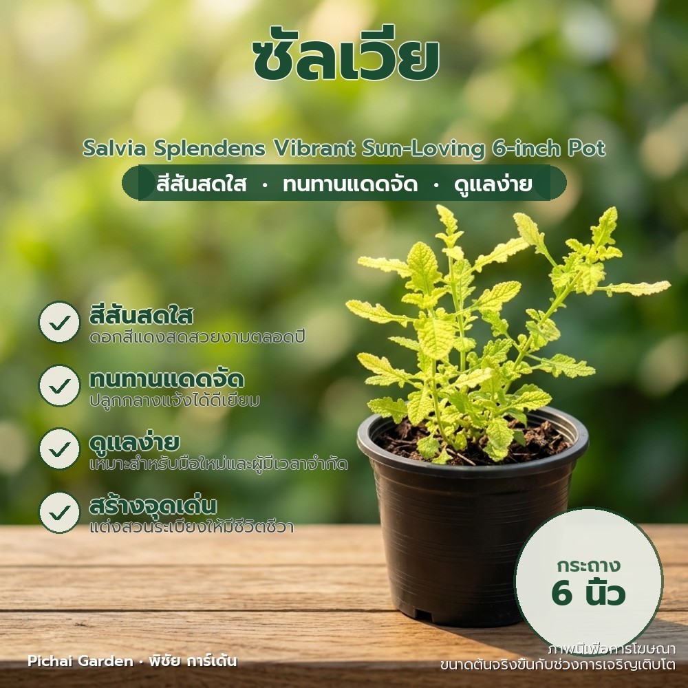 ต้นซัลเวีย ดอกสีสดทนแดดจัด กระถาง 6 นิ้ว ไม้ประดับสวย Salvia Splendens Vibrant Sun-Loving 6-inch Pot