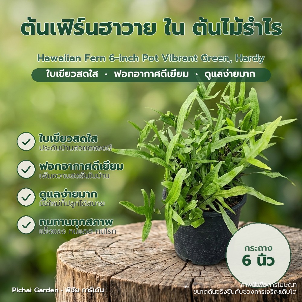 ต้นเฟิร์นฮาวาย กระถาง 6 นิ้ว ใบเขียวสด ทนแดดดี ปลูกง่าย ฟอกอากาศ Hawaiian Fern 6-inch Pot Vibrant Gr