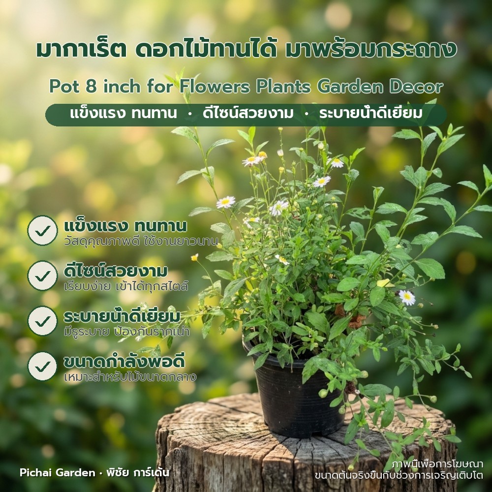 กระถาง 8 นิ้ว สำหรับปลูกดอกไม้ ไม้ประดับ ตกแต่งสวน ระเบียง Pot 8 inch for Flowers Plants Garden Deco