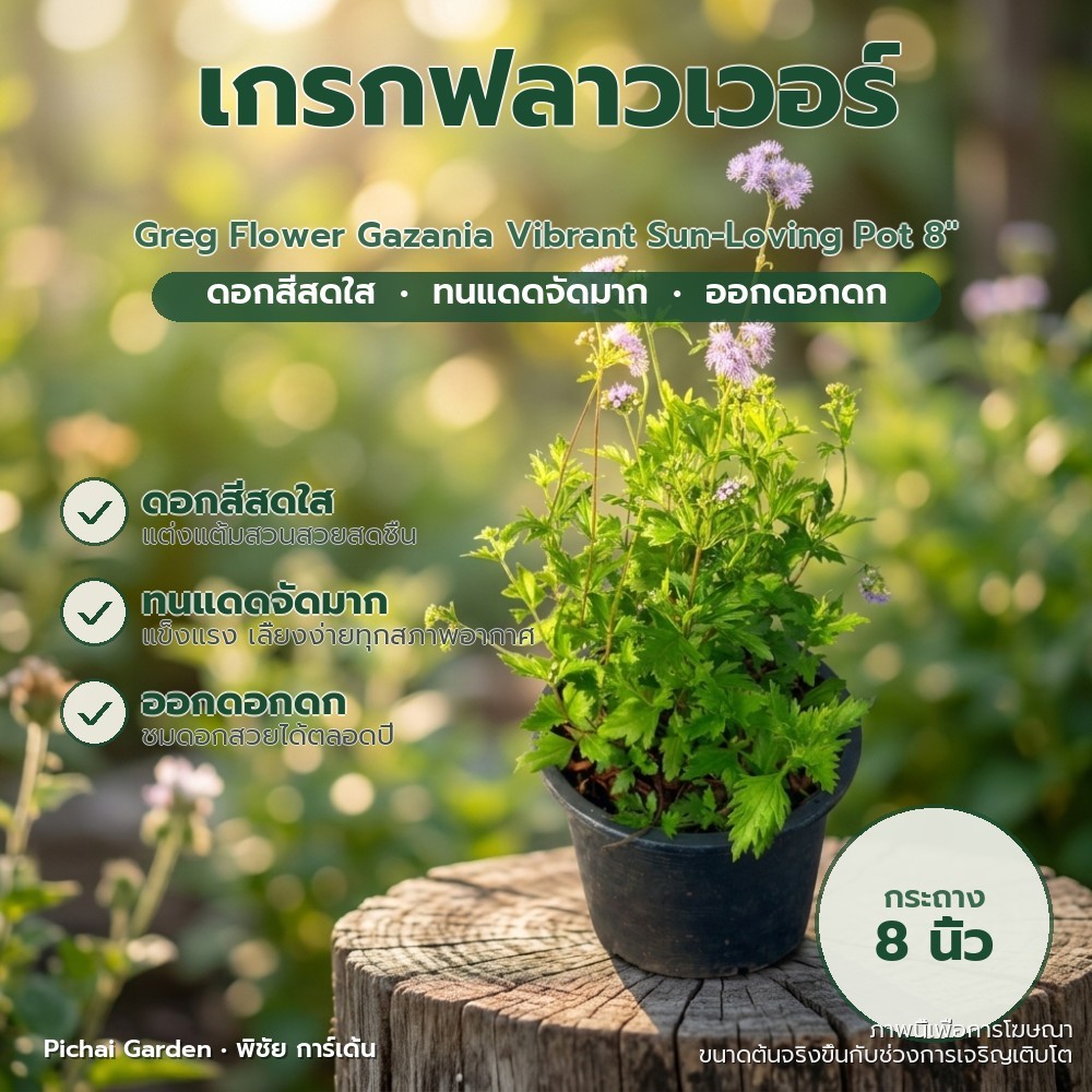 เกรกฟลาวเวอร์ กาซาเนีย ดอกสีสดใส ไม้ประดับทนแดดจัด กระถาง 8 นิ้ว Greg Flower Gazania Vibrant Sun-Loving Pot 8"