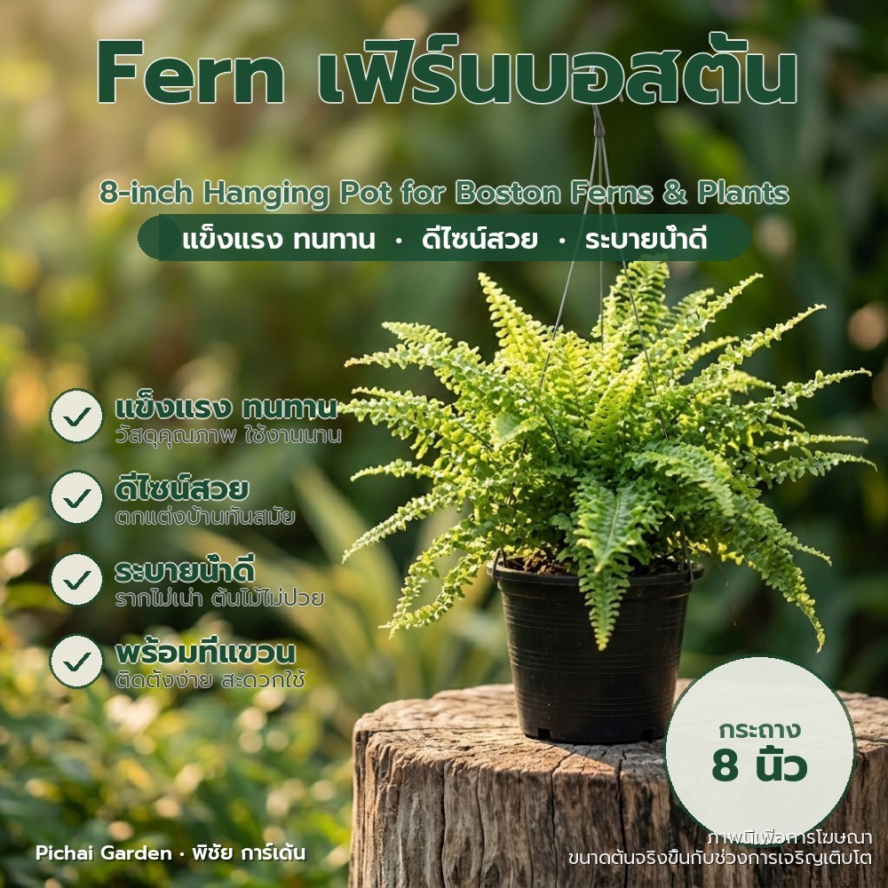 กระถางแขวน 8 นิ้ว พลาสติก ตกแต่งบ้าน สำหรับเฟิร์นบอสตัน ไม้แขวน 8-inch Hanging Pot for Boston Ferns 