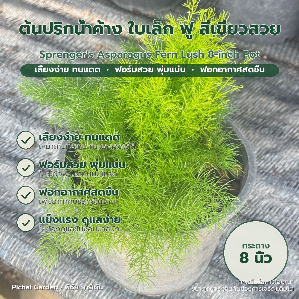 ต้นปริกน้ำค้าง ฟอร์มสวยแน่น ทนแดดจัด ใบเขียวฟู กระถาง 8 นิ้ว Sprenger's Asparagus Fern Lush 8-inch P