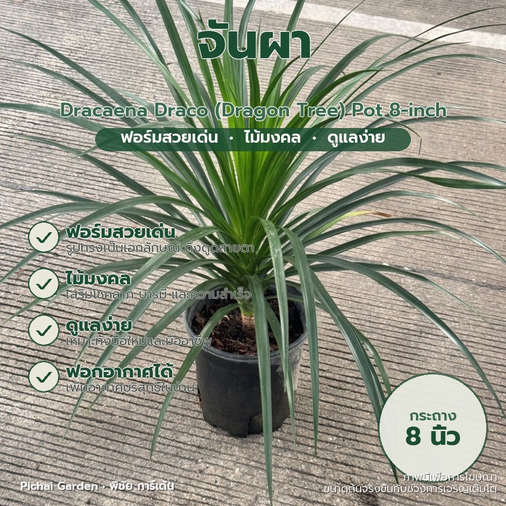 จันผา จันหอม ฟอร์มสวย ไม้มงคล ขนาดกระถาง 8 นิ้ว ตกแต่งบ้าน Dracaena Draco (Dragon Tree) Pot 8-inch