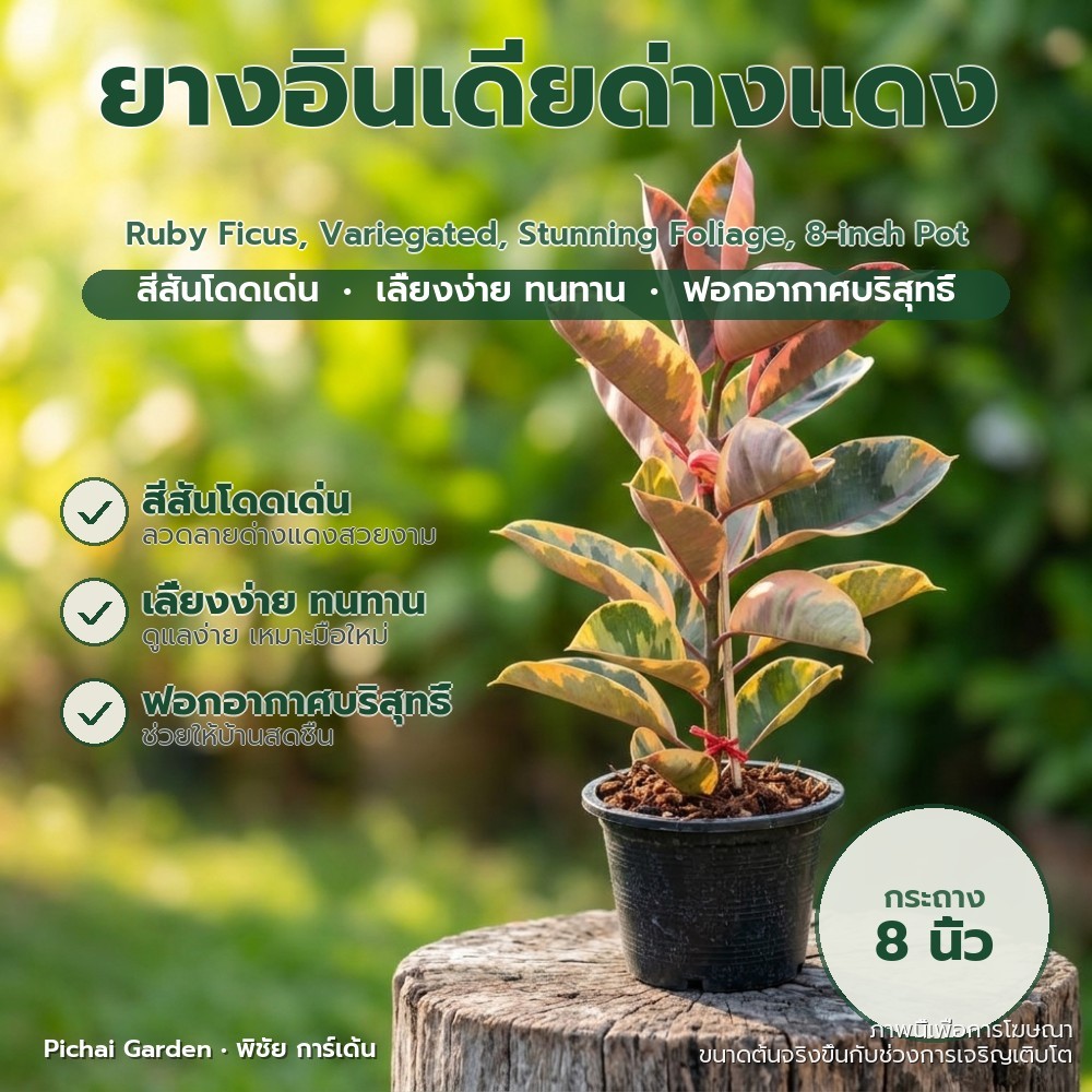 ยางอินเดียด่างแดง ฟอร์มสวย สีสด แต่งบ้านหรูหรา กระถาง 8 นิ้ว Ruby Ficus, Variegated, Stunning Foliage, 8-inch Pot