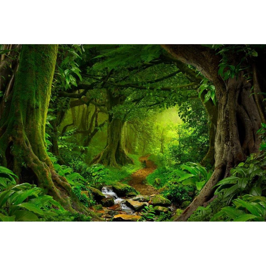 Tropical Jungle Rainforest Footpath Landscape Photograph Rain Forest Stream Water Rocks Lush Foliage