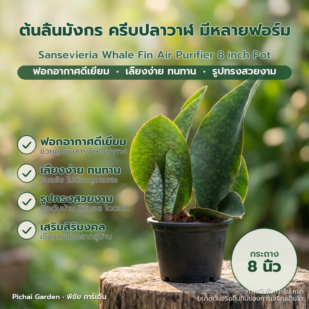ลิ้นมังกรครีบปลาวาฬ ต้นไม้ฟอกอากาศ ปลูกง่าย ทนทาน กระถาง 8 นิ้ว Sansevieria Whale Fin Air Purifier 8
