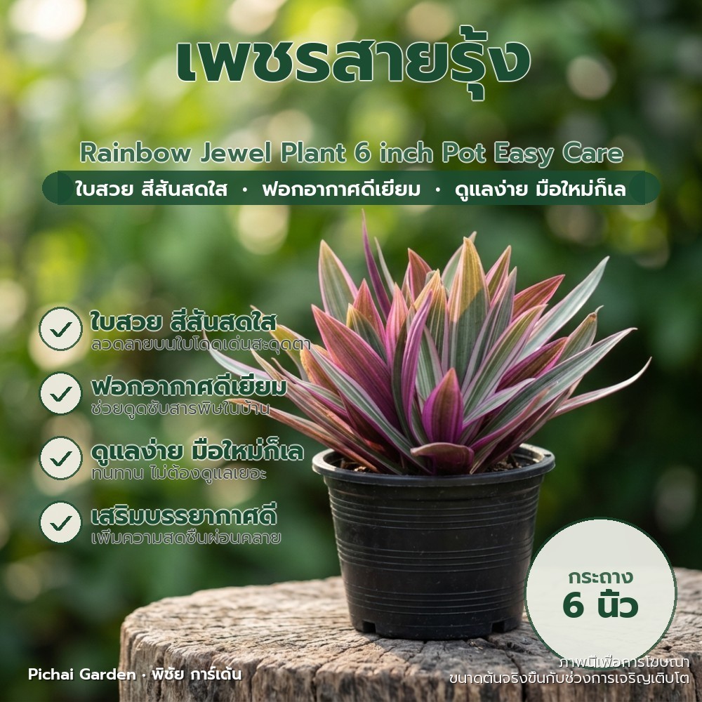 ต้นเพชรสายรุ้ง ไม้ประดับใบสวย ฟอกอากาศ เลี้ยงง่าย กระถาง 6 นิ้ว Rainbow Jewel Plant 6 inch Pot Easy 