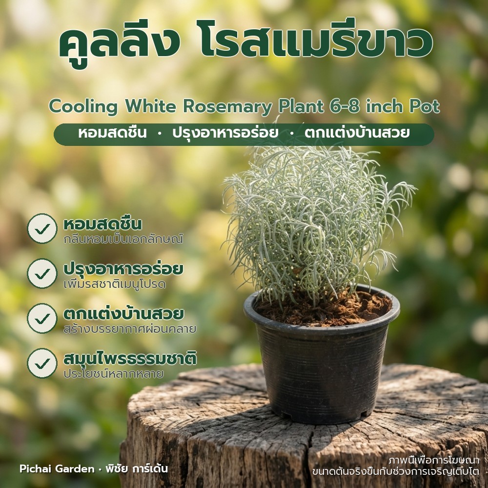 โรสแมรี่ขาว คูลลิ่ง ขนาด 6-8 นิ้ว สมุนไพรฝรั่ง หอมสดชื่น Cooling White Rosemary Plant 6-8 inch Pot