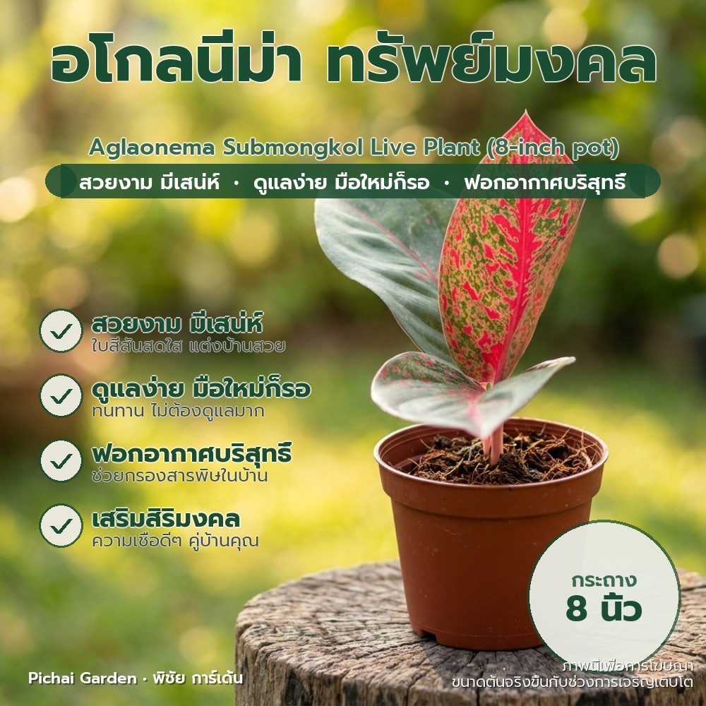 อโกลนีม่า ทรัพย์มงคล ไม้ประดับสวย ฟอกอากาศดี กระถาง 8 นิ้ว Aglaonema Submongkol Live Plant (8-inch p
