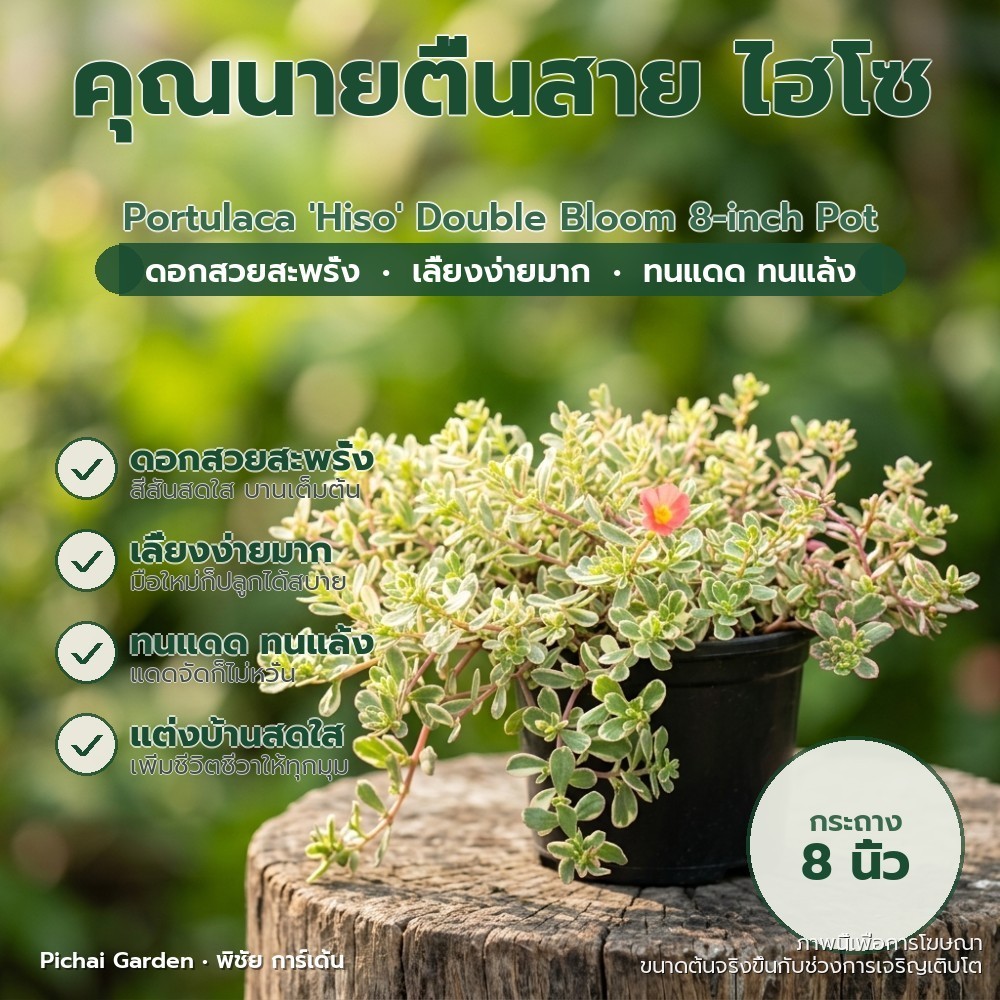 คุณนายตื่นสาย ไฮโซ ดอกซ้อน สีสดสวย พร้อมกระถาง 8 นิ้ว Portulaca 'Hiso' Double Bloom 8-inch Pot