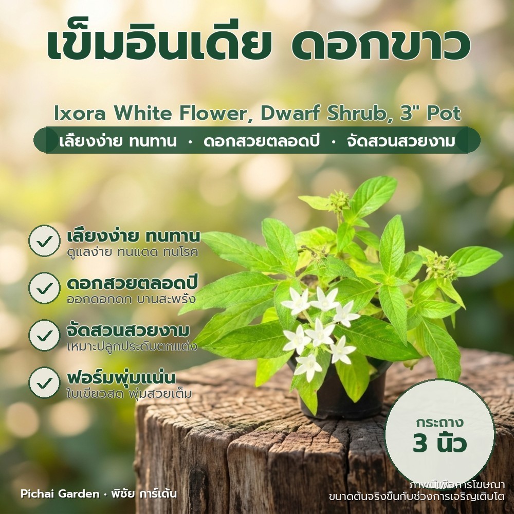 ต้นเข็มอินเดีย ดอกขาว ไม้พุ่มเล็ก ออกดอกตลอดปี กระถาง 3 นิ้ว Ixora White Flower, Dwarf Shrub, 3" Pot
