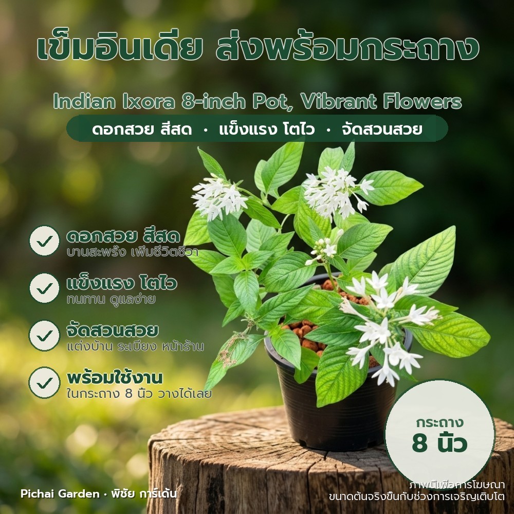 เข็มอินเดีย ดอกขาว สีสด แดดจัด ไม้ประดับ จัดสวน กระถาง 8 นิ้ว Indian Ixora 8-inch Pot, Vibrant Flowe