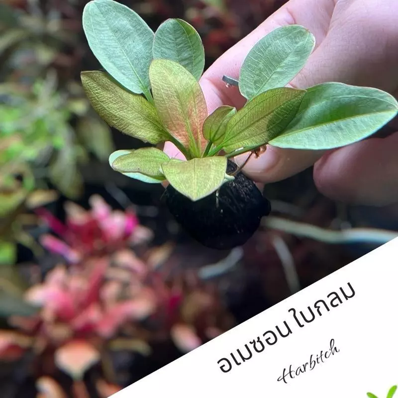 [MIN] วาบิ อเมซอนใบกลม harbitch ต้นเล็กไม่ใหญ่ low tech ได้ เลี้ยงง่าย ไม้น้ำ หน้าตู้-กลางตู้