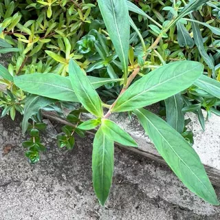 [MIN] ลัดวิเจียปิโลซ่า หรือ ludwigia sphaerocarpa /pilosa