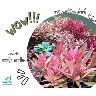 [MIN] วาบิเนซิอี้โกลเด้น พร้อมวางปลูก รากแน่น ใบน้ำ ไม้น้ำกลางตู้สึเหลืองเด่น สะดุดตาสุดๆ ตัดสีสรรได้ไม่น่าเบื่อ