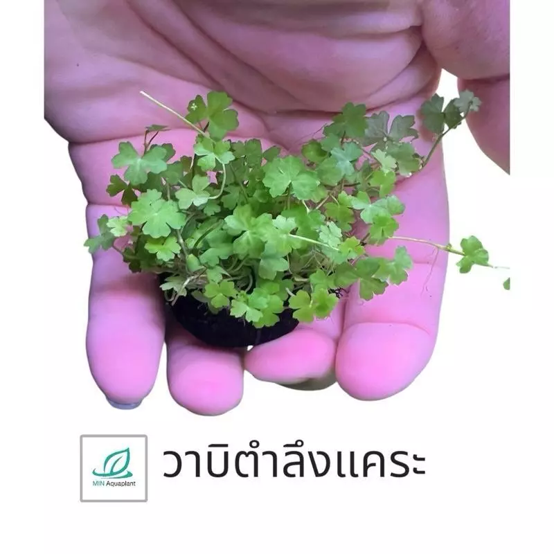 [MIN]wabi วาบิตำลึงแคระญี่ปุ่น แค่วางไม่ลอย ไม้น้ำ เลี้ยงง่าย no co2 ได้ thumbnail 3