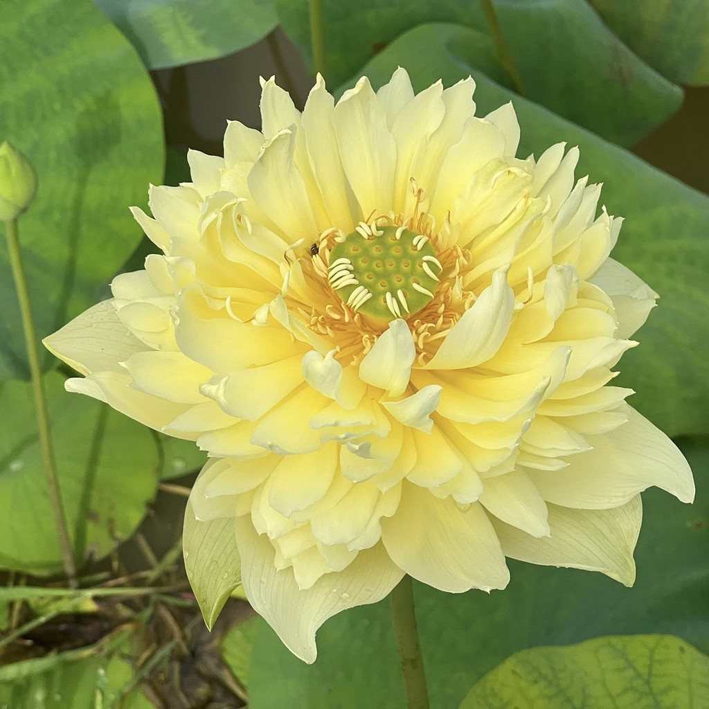 5 เมล็ด ดอกบัว บัวสี บัว บัวเลี้ยงอ่างได้ สายพันธุ์ บัวหลวงสีเหลือง ดอกไหญ่ Nelumbo Lingting Chunai
