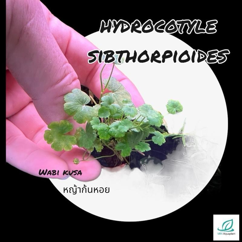 [MIN] wabi วาบิ ตำลึงกลาง hydrocotyle sibthorpioides ใบกลมที่ใหญ่กว่าตำลึงแคระ ไม้น้ำ หน้าา-กลางตู้ ใบกลมน่ารัก