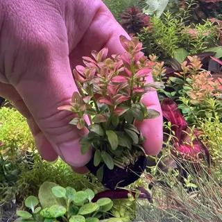 [MIN] วาบิธูปแดง rotala maxican แค่วางจบ ใบเล็กน่ารักสีส้มเข้ม ไฟแรงๆสีออกแดงอมส้มได้ ต้นตั้งตรงไม่เลื้อย โตปานกลาง