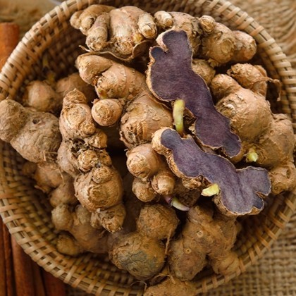 กระชายดำ Black Ginger ใช้ทานหรือพร้อมปลูกลงดิน 50 กรัม