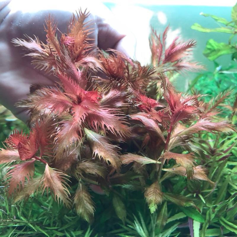 [MIN] ใบเลื่อย prosepinaca palustris
