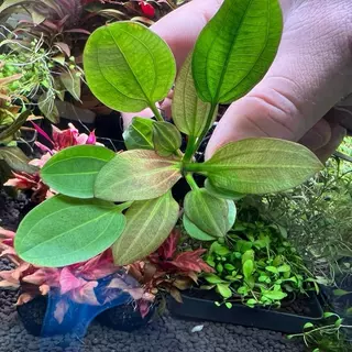[MIN] วาบิ อเมซอนใบกลม harbitch ต้นเล็กไม่ใหญ่ low tech ได้ เลี้ยงง่าย ไม้น้ำ หน้าตู้-กลางตู้