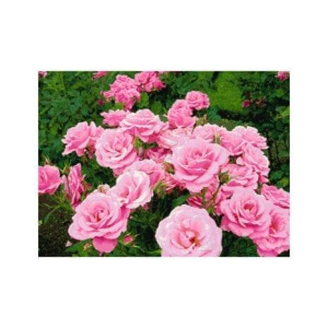 PINN SHOP ชุดปักครอสติช : กุหลาบชมพู [CX-EV-226]