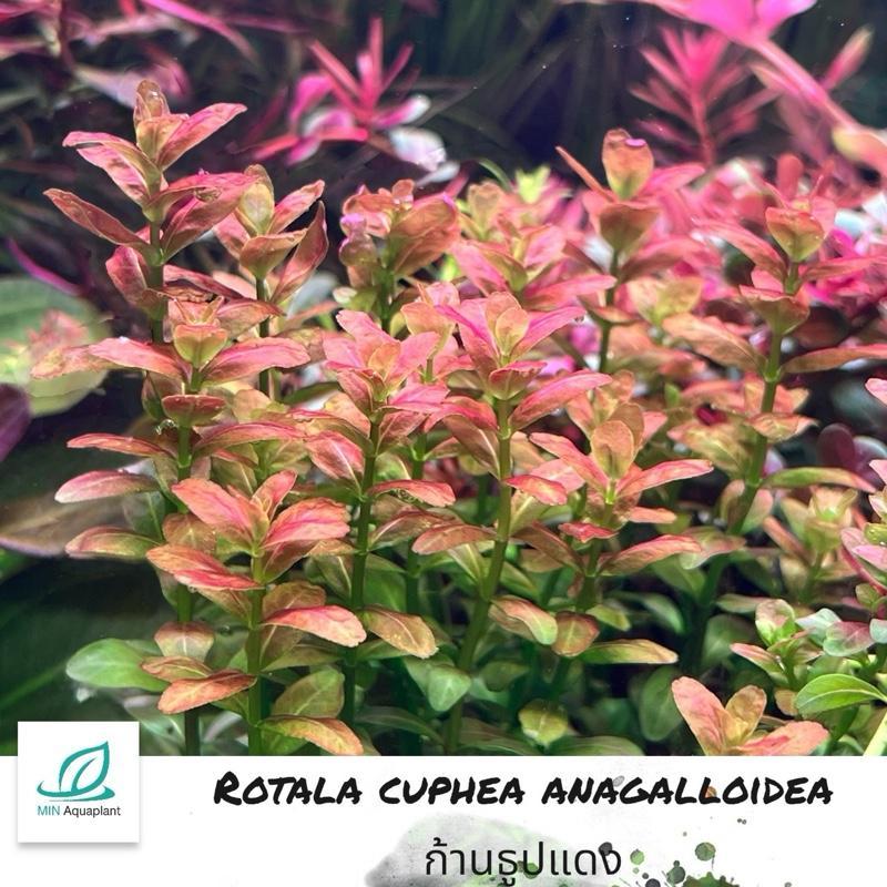 [MIN] วาบิธูปแดง rotala maxican แค่วางจบ ใบเล็กน่ารักสีส้มเข้ม ไฟแรงๆสีออกแดงอมส้มได้ ต้นตั้งตรงไม่เลื้อย โตปานกลาง