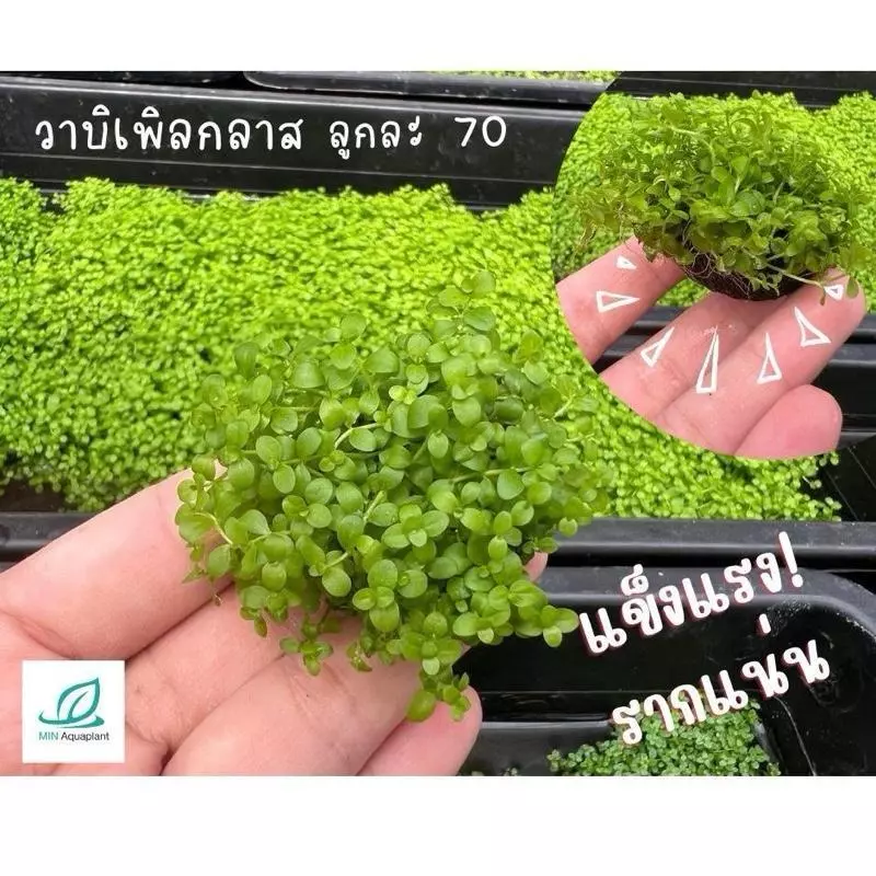 [MIN] Wabi วาบิเพิลกลาส ไม้พื้นยอดนิยม แค่ฝัง วางจบ ไม่ลอย no co2ได้ไม่ตุย