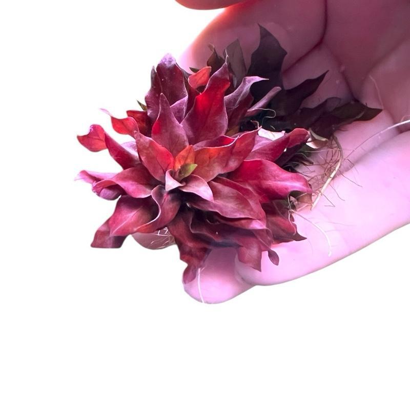 [MIN] ปิโลซ่าใบแหลม ludwigia sphaerocarpa pilosa ไม้น้ำ ไม้ข้อสีแดง โตช้าใครๆก็ชอบ
