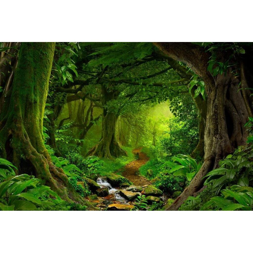 Tropical Jungle Rainforest Footpath Landscape Photograph Rain Forest Stream Water Rocks Lush Foliage