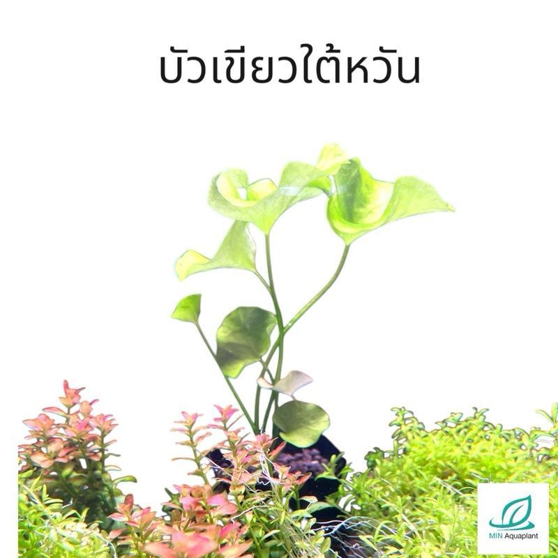 [MIN] บัวเขียวใต้หวัน แบบต้น เขียวสว่างใสพริ้วไหวตามสายน้ำ