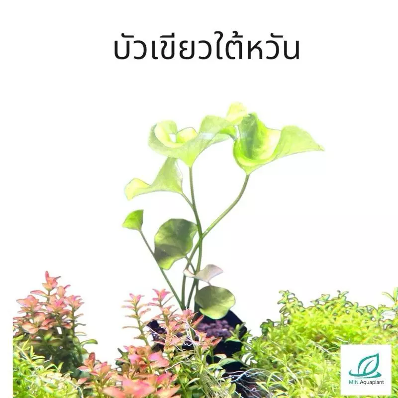 [MIN] บัวเขียวใต้หวัน แบบต้น เขียวสว่างใสพริ้วไหวตามสายน้ำ