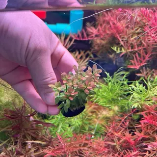 [MIN] วาบิธูปแดง rotala maxican แค่วางจบ ใบเล็กน่ารักสีส้มเข้ม ไฟแรงๆสีออกแดงอมส้มได้ ต้นตั้งตรงไม่เลื้อย โตปานกลาง
