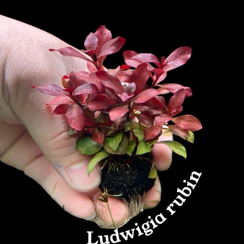 [MIN] Wabi Ludwigia rubin ลัดวิเจียรูบิน แดงหนาใบมันเงาแดงเข้มสะใจเต็มๆตา ไม้น้ำใบค่อนไปทางกลมมน โตช้าแดงลึก เลี้ยงง่าย