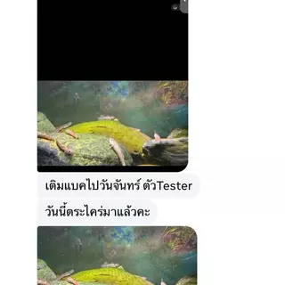 [MIN] Aqua Genesis + PD2 เร่งสร้างตะไคร่ สาหร่ายไบโอฟิล์ม รักษาสมดุลย์ของระบบน้ำ ชุด 2 ขวด สำหรับระบบน้ำที่สมบูรณ์แบบ