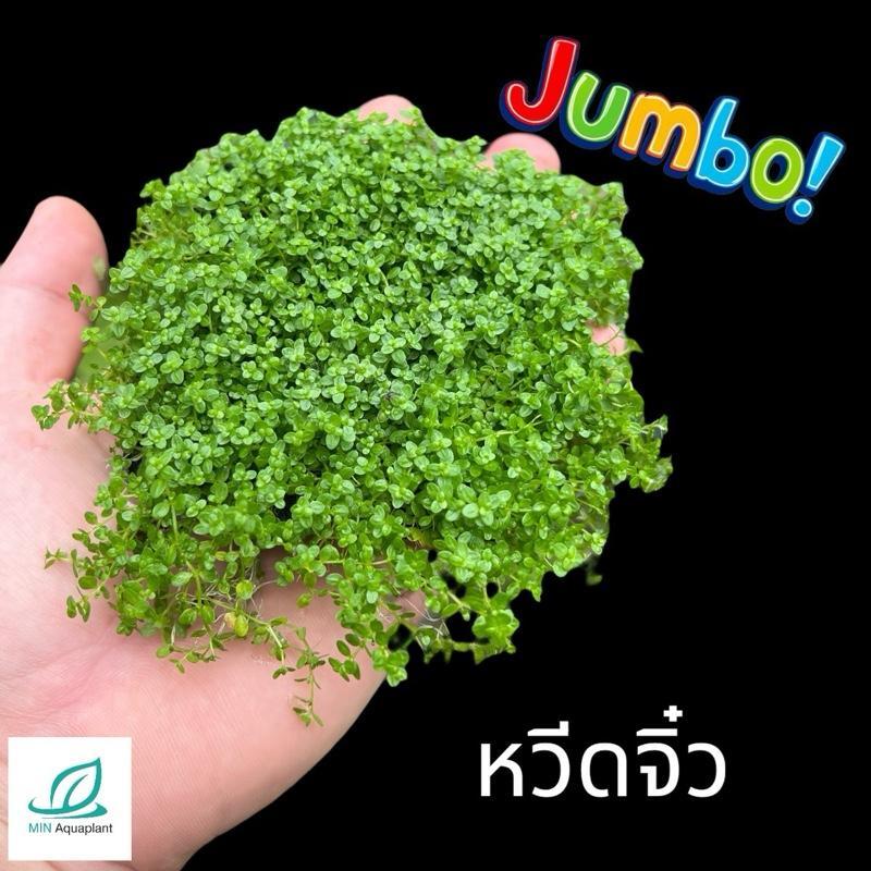 [MIN] หวีดจิ๋ว ไม้น้ำ ไม้พื้น แบบพอท ขนาดjumbo! ฟูแน่นรากขาวสะอาด ส่งตรงจากฟาร์ม